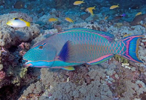 Solomon Is, Meri Island Adult bicolor parrotfish